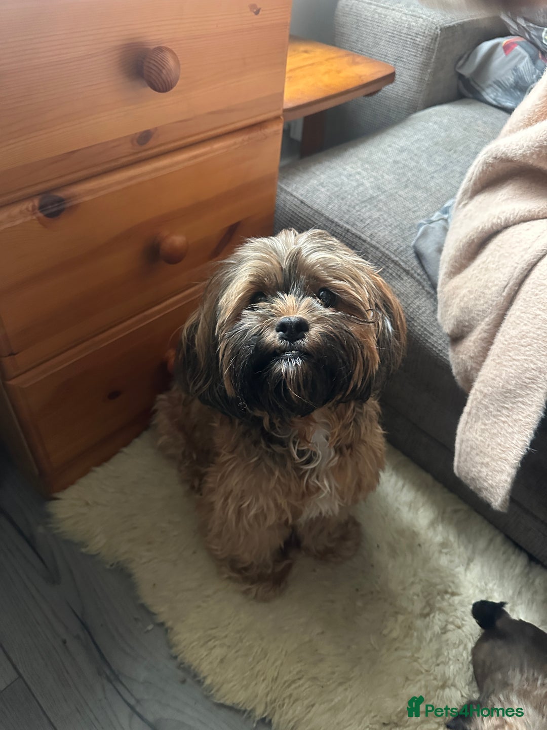 Mixed Breed dogs for sale: Two Shih tzu mix puppies for sale  - Advert 10