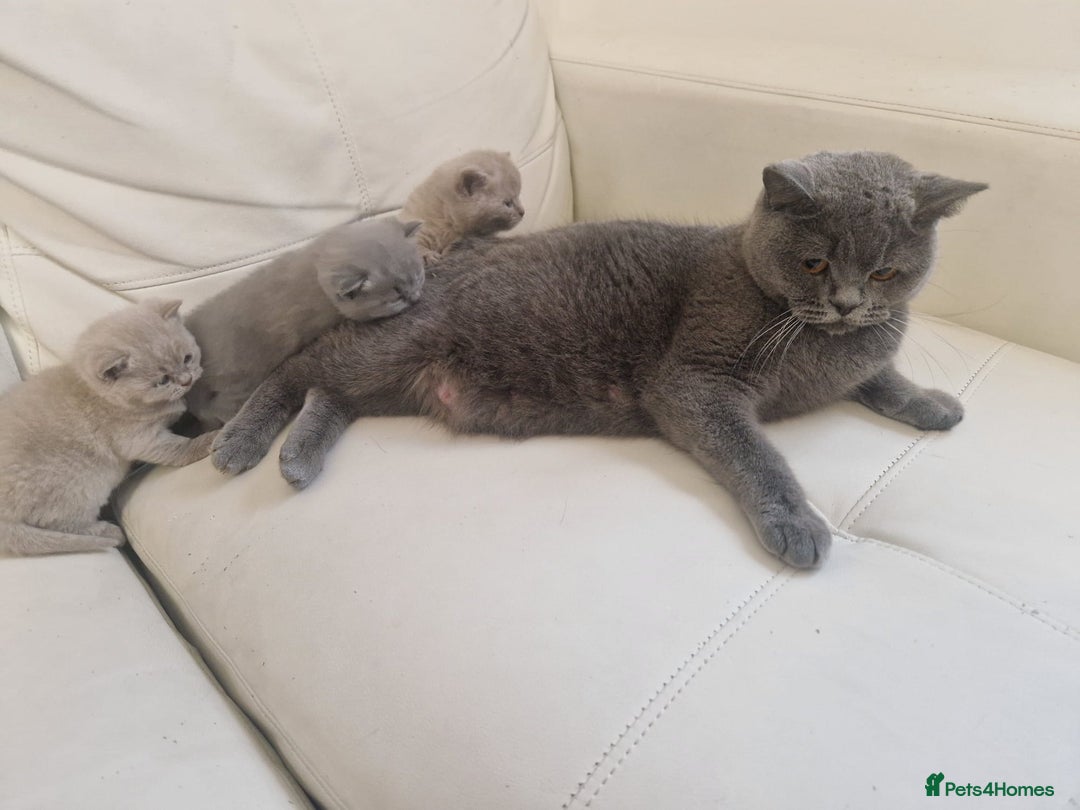 British Shorthair cats for sale: British Shorthair Kittens Blue and Lilac. - Advert 9