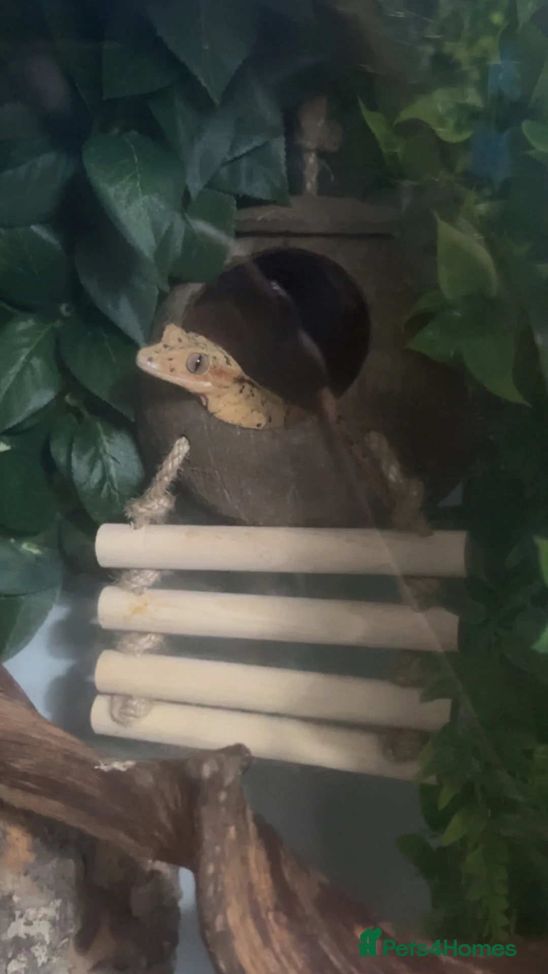 Gecko reptiles for sale: Beautiful Dalmatian crested gecko female - Advert 2