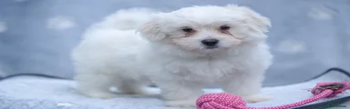 Maltese Puppy 5