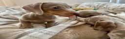 Miniature Dachshund dogs for sale: Miniature Dutch hound puppies - Advert 4