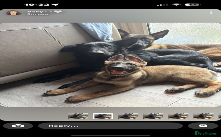 German Shepherd dogs - Advert 10