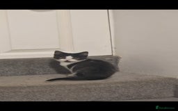 British Shorthair cats for sale: 😍 READY NOW gccf reg British shorthair kittens - Advert 23