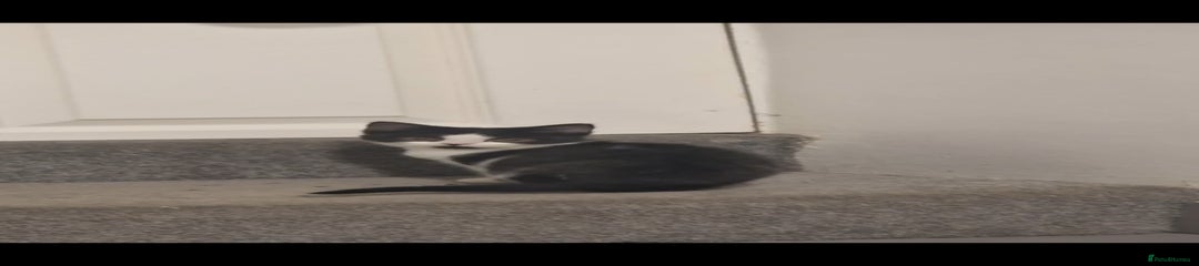 British Shorthair Kitten 1