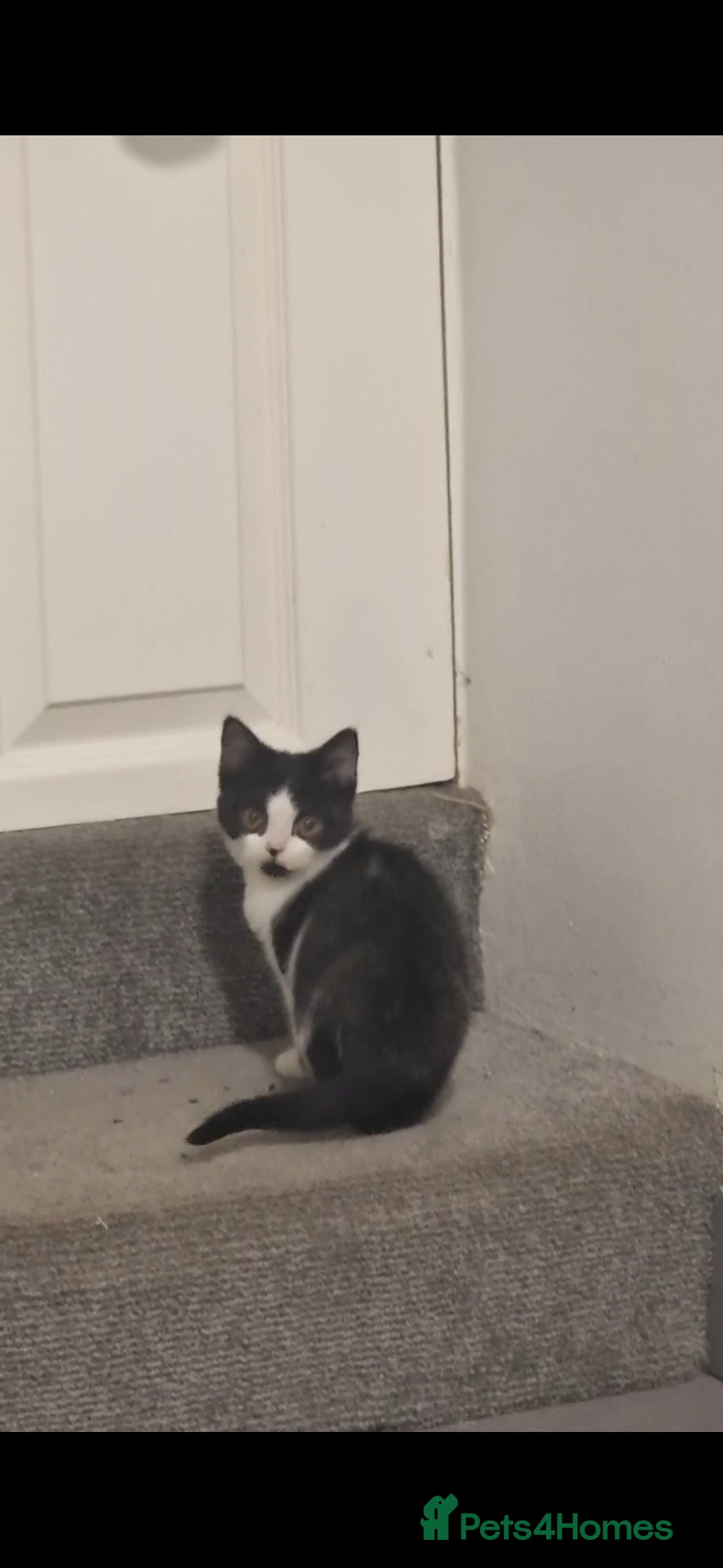 British Shorthair cats for sale: 😍 READY NOW gccf reg British shorthair kittens - Advert 23