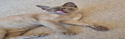Burmese cats for sale: Purebred Burmese female 6mc, GCCF, TICA registered - Advert 3