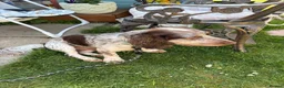 Sprocker dogs for stud: NEW STUD.  - Advert 4