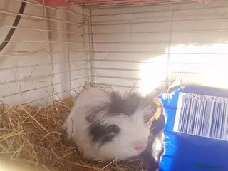 Guinea Pig rodents Guinea pigs all ages - Advert 1