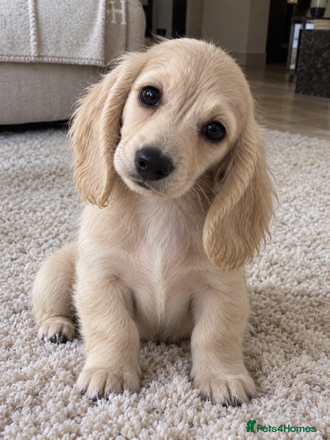 Miniature Dachshund dogs Exceptional KC Reg Miniature L/H Dachshund Puppies - Advert 2