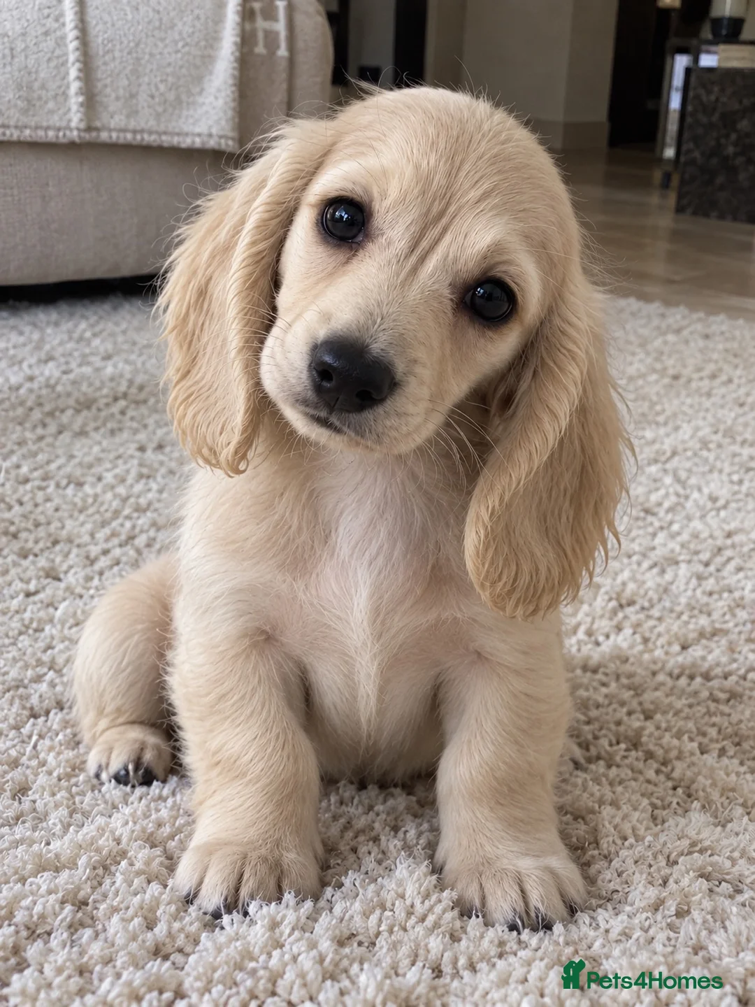 Miniature Dachshund dogs for sale: Exceptional KC Reg Miniature L/H Dachshund Puppies - Advert 2