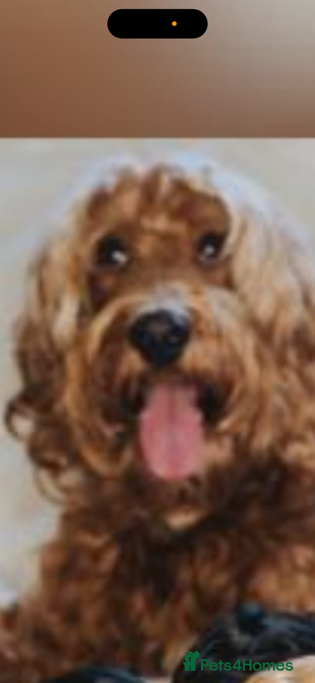 Cockapoo dogs for sale: Boy cockapoo for sale  - Advert 6