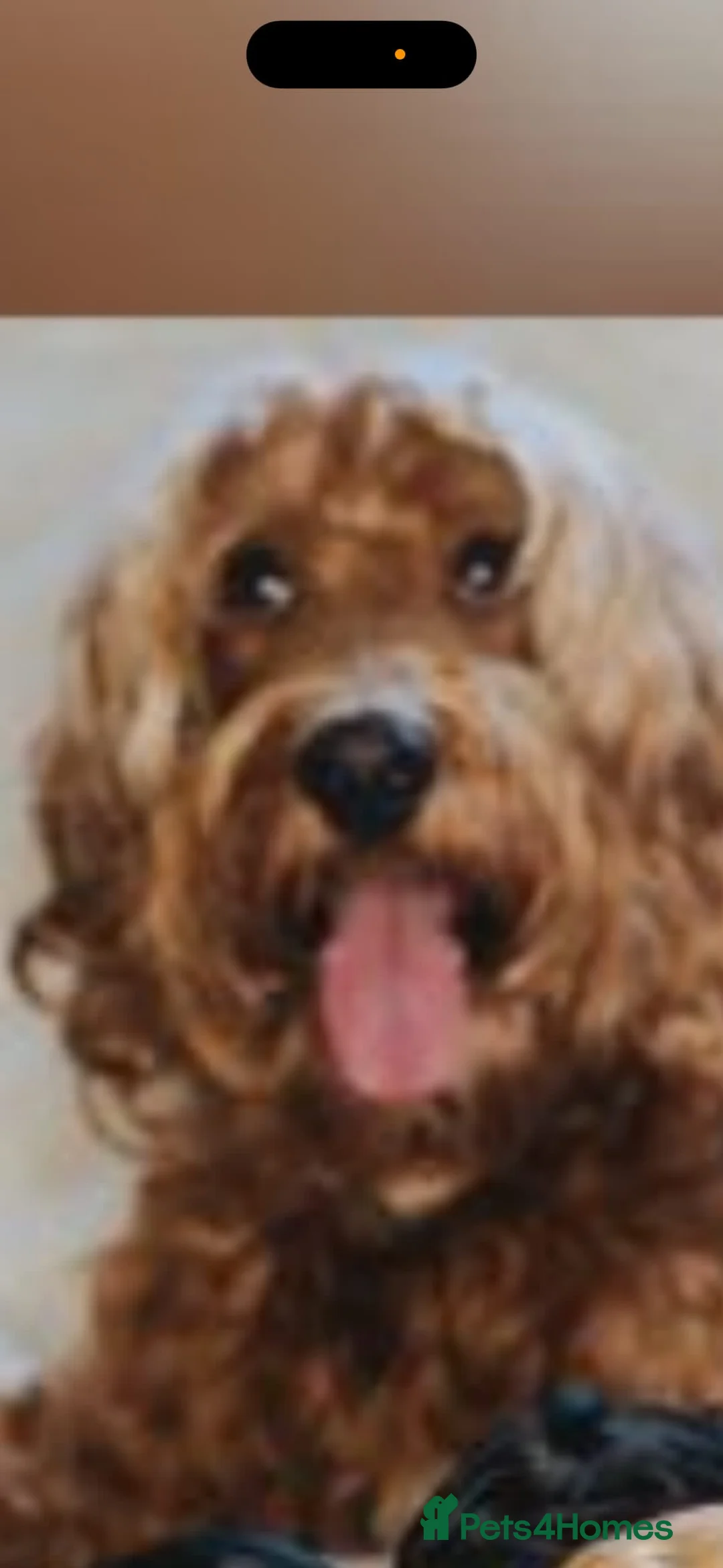 Cockapoo dogs for sale: Boy cockapoo for sale  - Advert 6