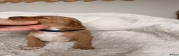 Mini Goldendoodle dogs for sale: EXCEPTIONAL AUSTRALIAN DOODLES 🐾 HEALTH TESTED🐾  - Advert 6