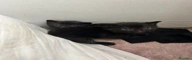 Black 1