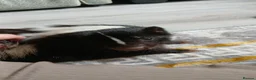 Ferret rodents for sale: Beautiful skunk kits  in Huddersfield - Advert 6