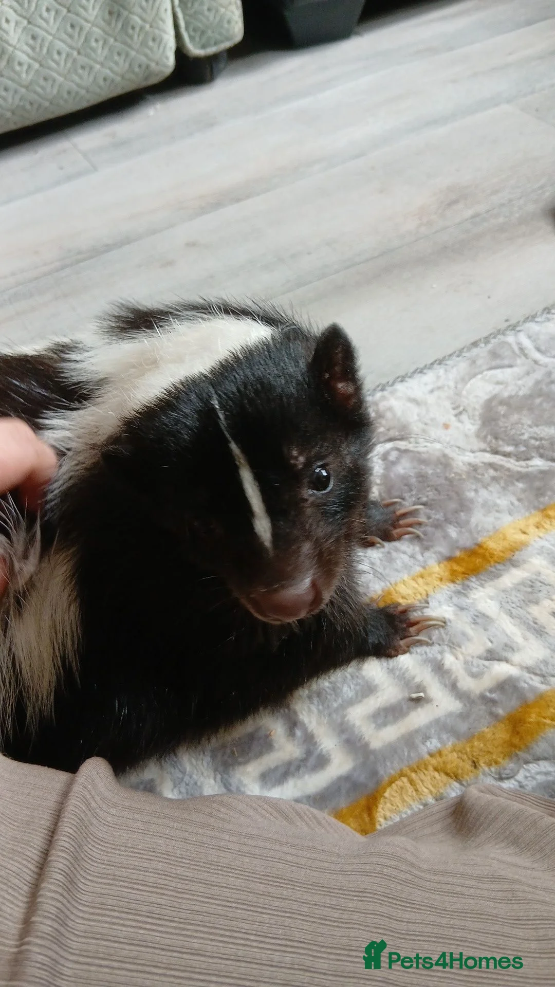 Ferret rodents for sale: Beautiful skunk kits  in Huddersfield - Advert 6