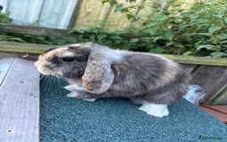 Mini Lop rabbits for sale: Mini lop rabbits ready to leave  - Image 4