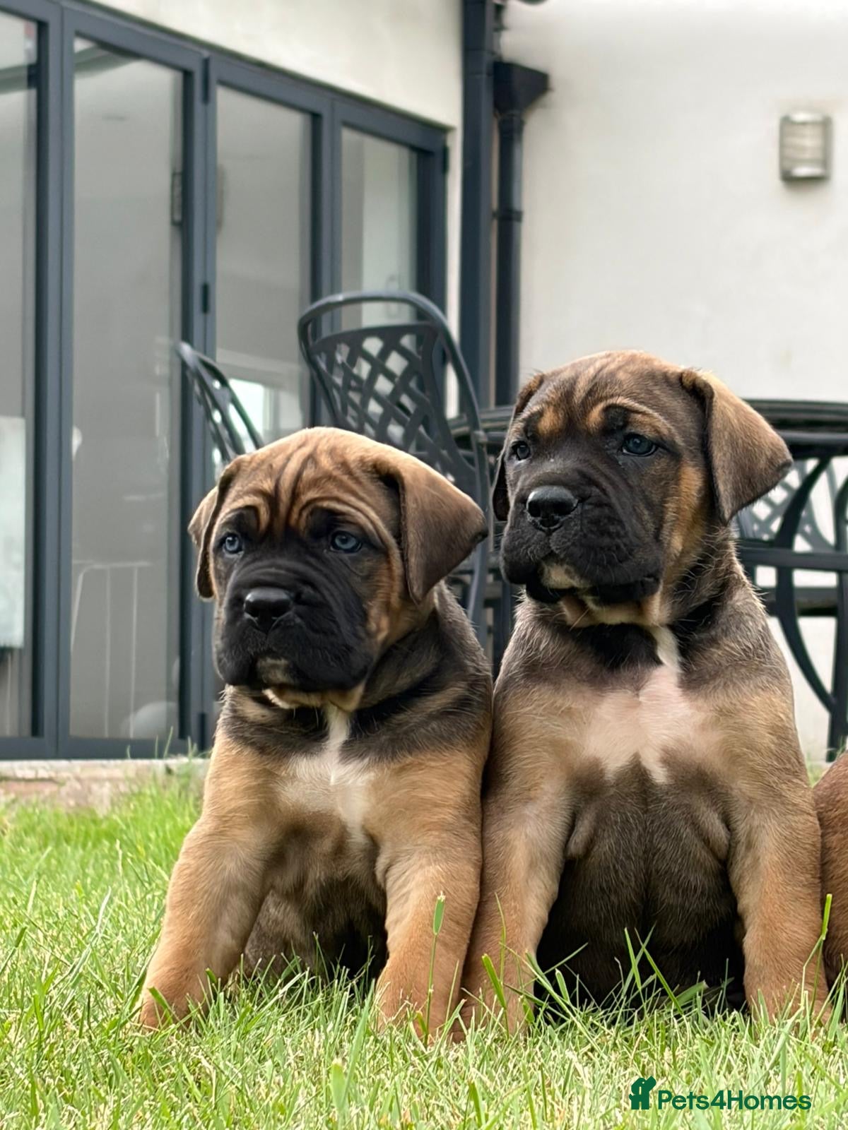 Cane Corso dogs for sale: BEAUTIFUL CANE CORSO PUPPIES in Walsall - Advert 6