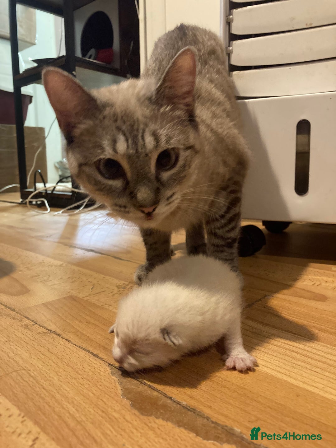 Siamese cats for sale: Siamese Kitten Looking for a Forever Home - Image 2