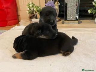 German Shepherd dogs Quality litter show line/working line puppy’s - Advert 1