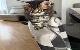 Maine Coon cats for sale: 3 stunning babies left - Image 10