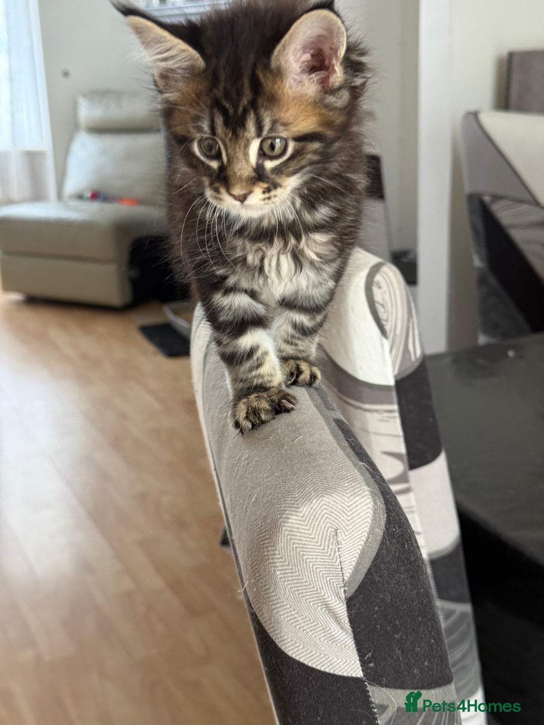 Maine Coon cats for sale: 3 stunning babies left - Image 10
