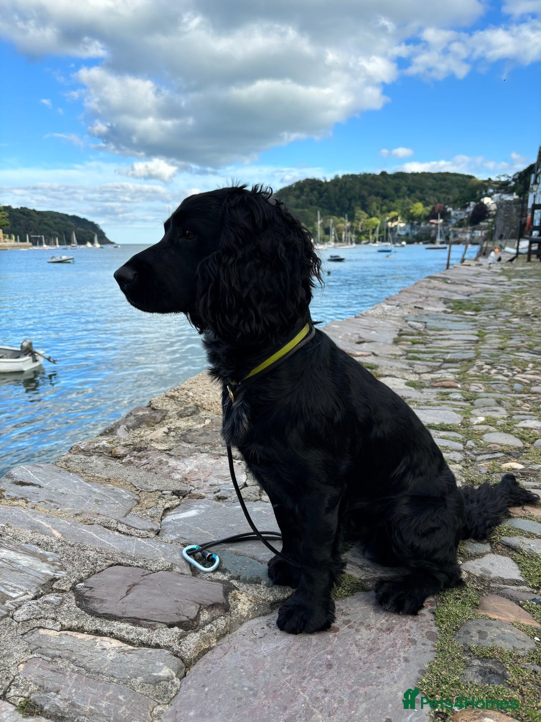 Sprocker dogs for stud: Gorgeous sprocker for stud (free)  - Image 7