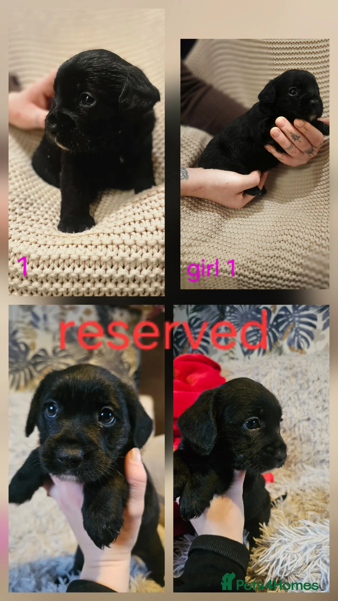 Mixed Breed dogs for sale: Froodle puppies  - Advert 17