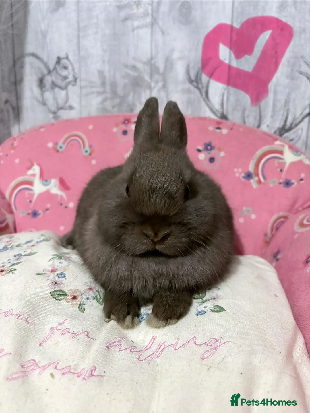 Netherland Dwarf rabbits for sale: 2 beautiful chocolate coloured netherland dwarfs - Advert 5