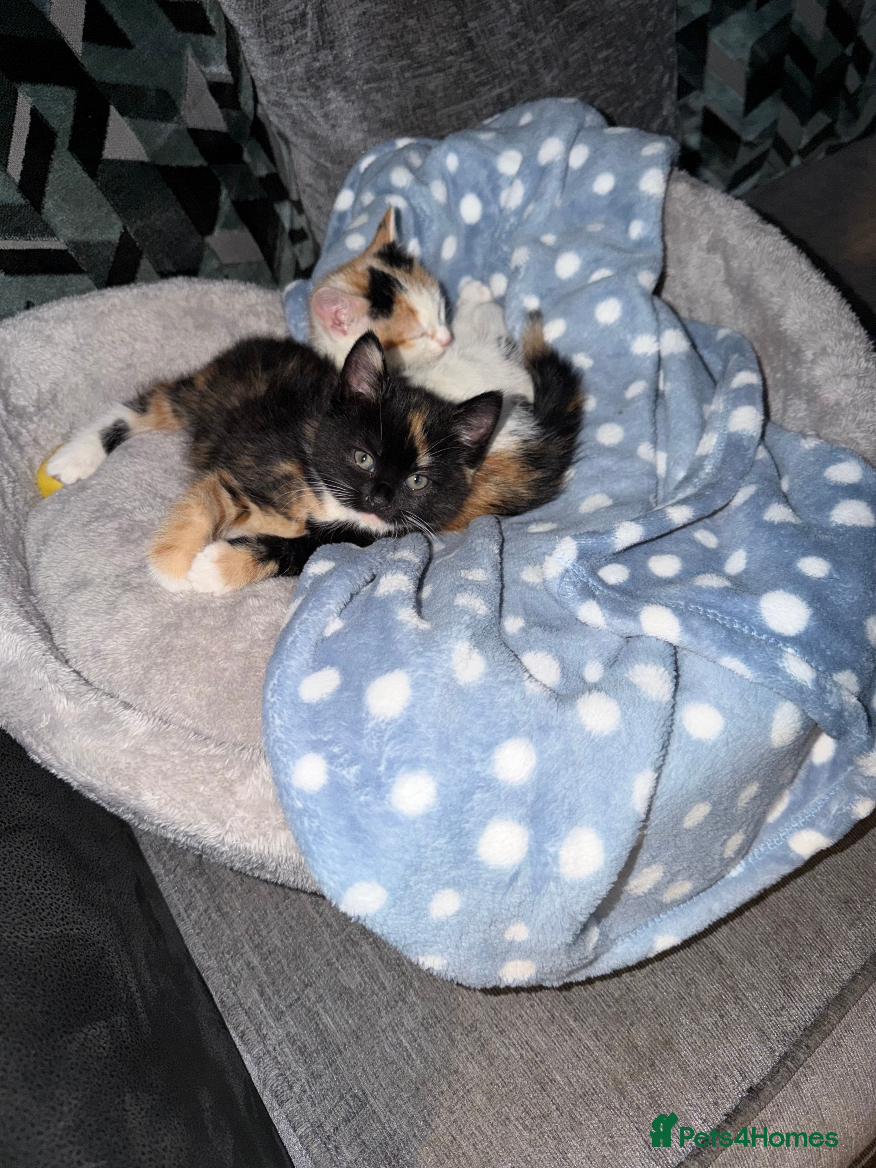 Mixed Breed cats 2 Kittens - Advert 6