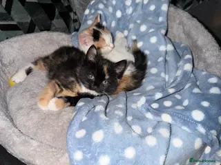 Mixed Breed cats 2 Kittens - Advert 3