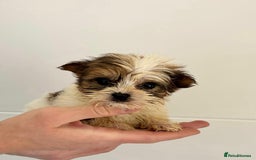 Yorkshire Terrier dogs for sale: Coloured Yorkshire Terrier Puppies  - Image 18