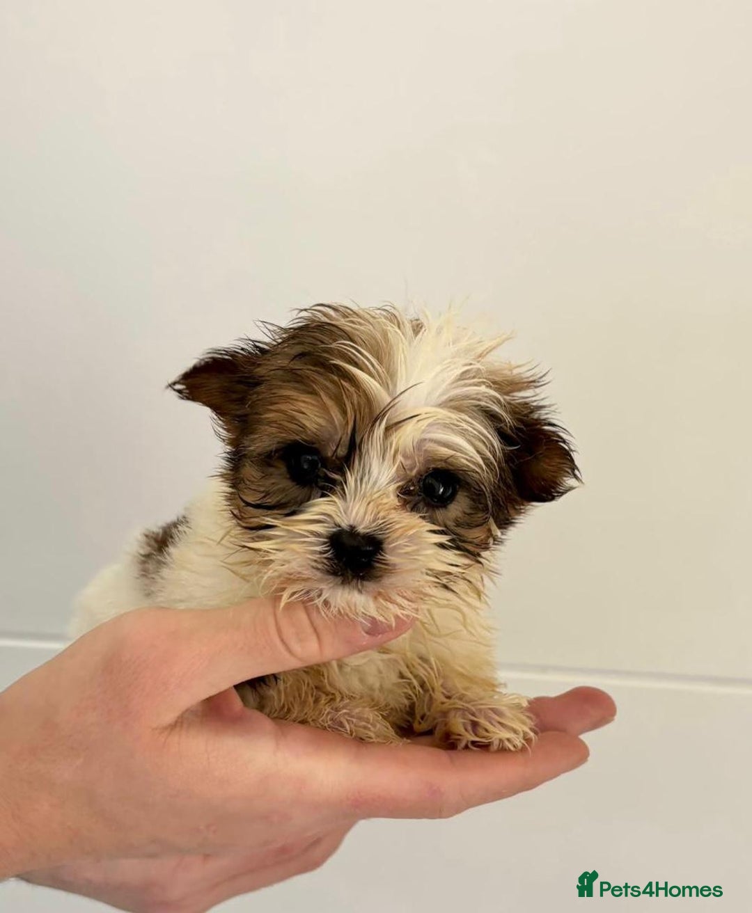 Yorkshire Terrier dogs for sale: Coloured Yorkshire Terrier Puppies  - Image 18