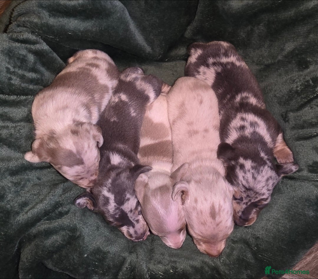 Dachshund dogs Miniature Daschunds - Advert 9