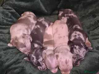 Dachshund dogs Miniature Daschunds - Advert 9