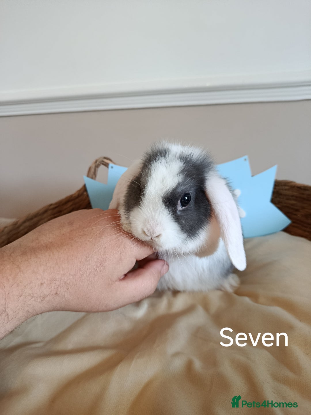Mini Lop rabbits for sale: Fantastic mini lop babies forsale  - Image 25