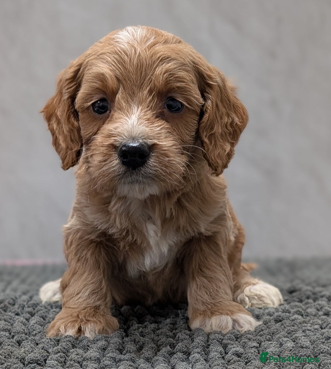 Cockapoo dogs for sale: Licensed breeder, health tested F1 cockapoo pups - Advert 19