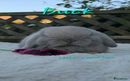 Mini Lop rabbits for sale: Beautiful mini lops girls and boys - Advert 5