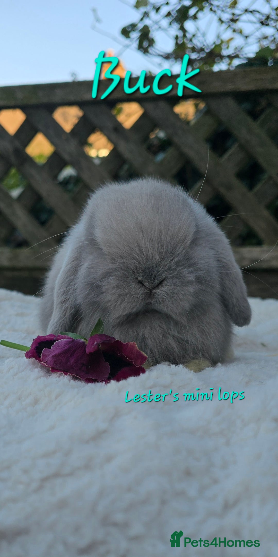 Mini Lop rabbits for sale: Beautiful mini lops girls and boys - Advert 5