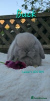 Mini Lop rabbits Beautiful mini lops girls and boys - Advert 3