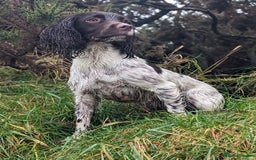 English Springer Spaniel dogs for sale: Springer Spaniel Puppies For Sale! - Image 13