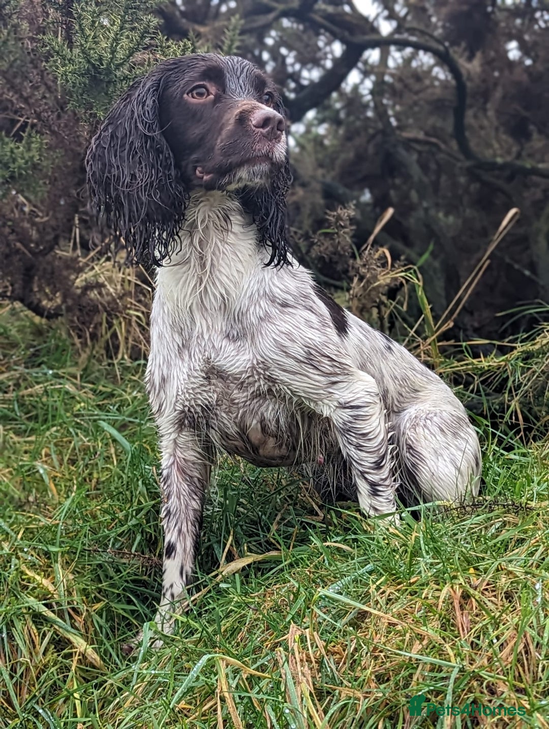 English Springer Spaniel dogs for sale: Springer Spaniel Puppies For Sale! - Image 13