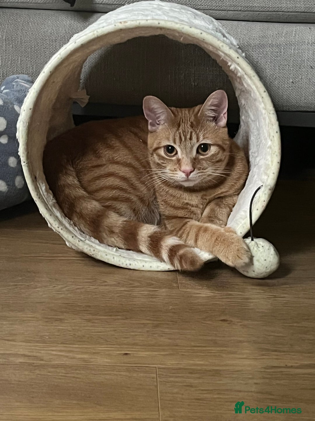 Mixed Breed cats for sale: Peppa and Roni looking for a new loving home! - Advert 11