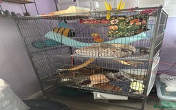 Rat rodents for sale: Two female rats with cage looking for new home - Image 2