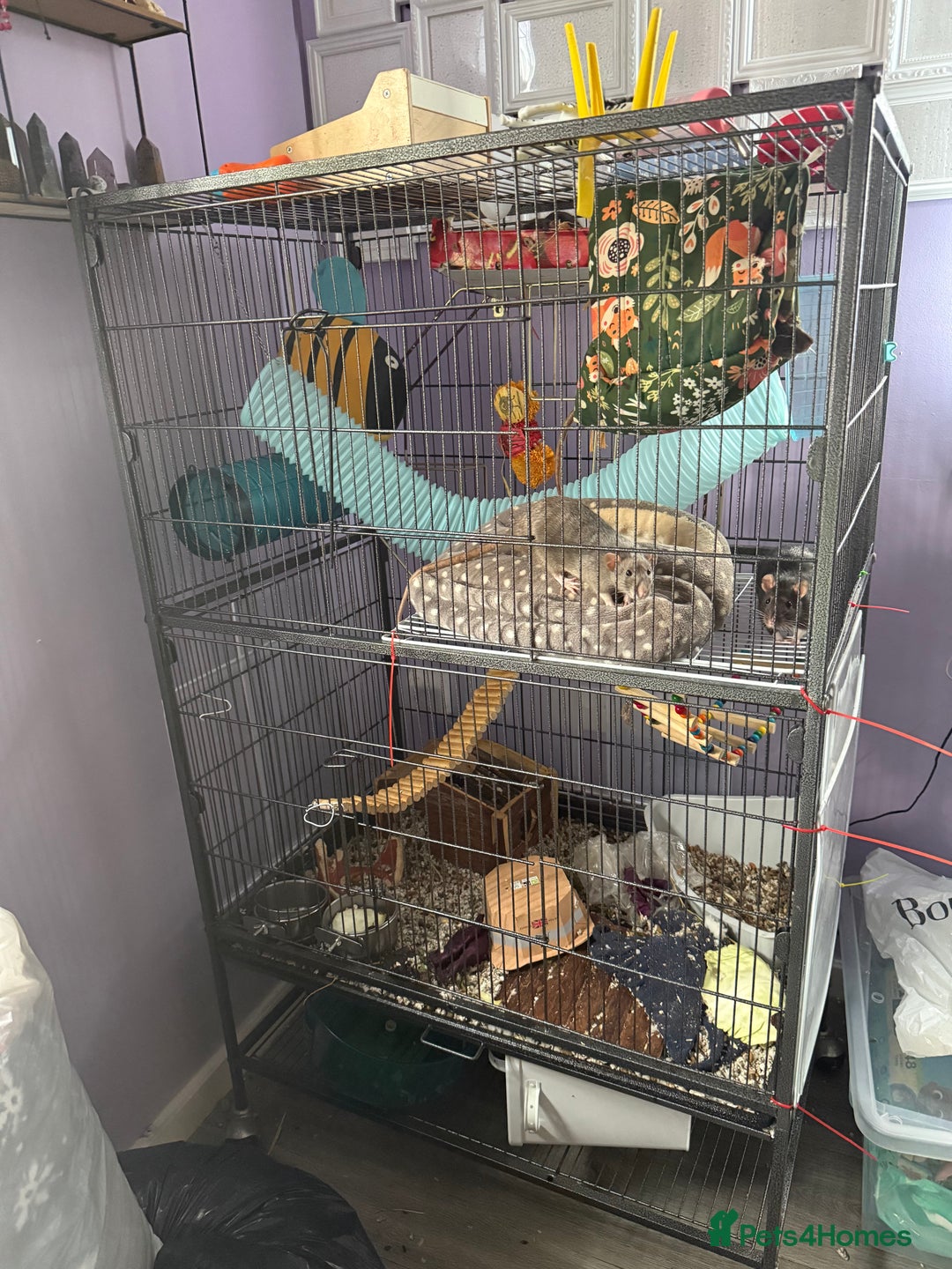 Rat rodents for sale: Two female rats with cage looking for new home - Image 2