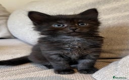 Mixed Breed cats for sale: 5 Beautiful fluffy kittens ready to be re-homed ❤️ - Image 4