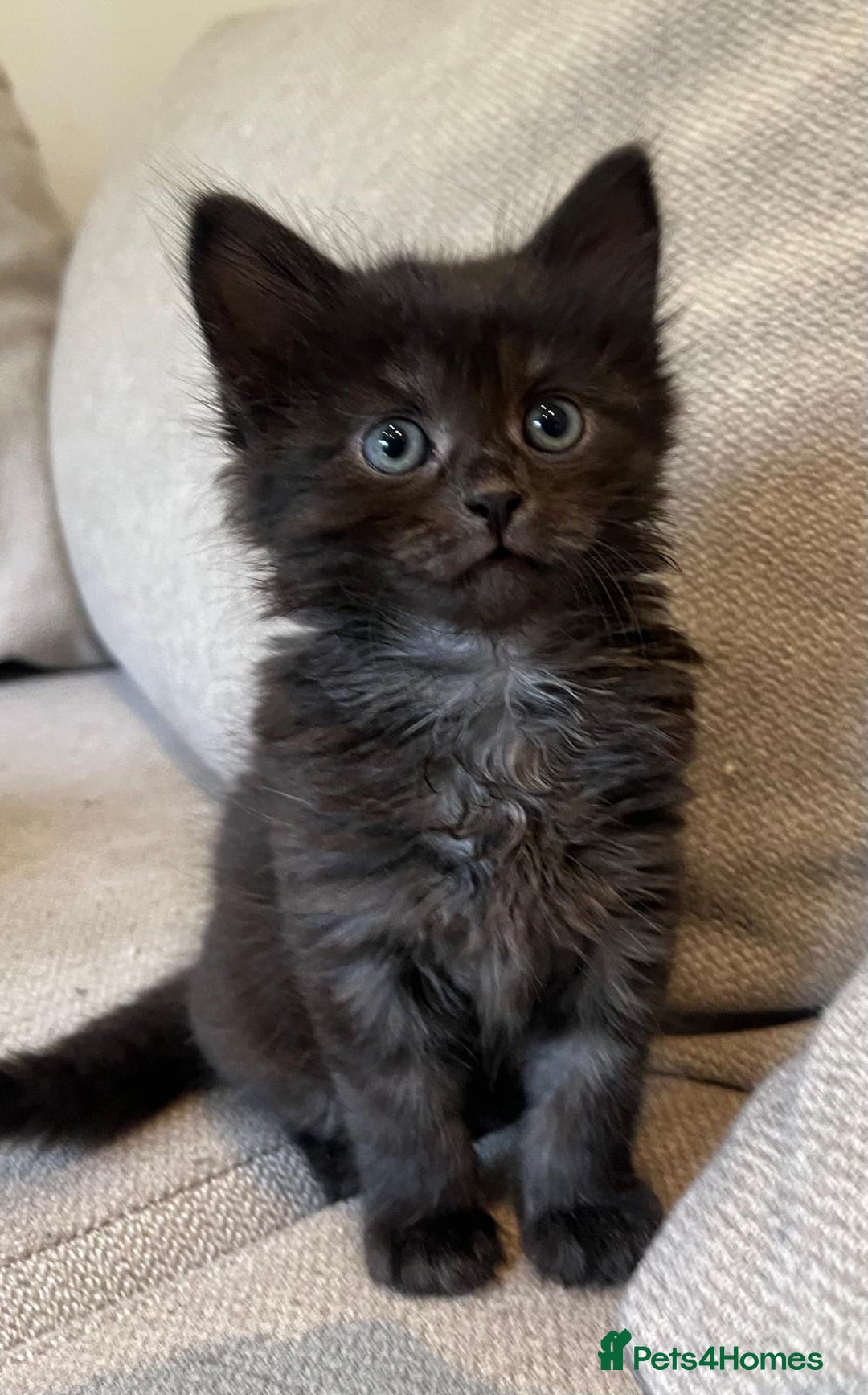 Mixed Breed cats for sale: 5 Beautiful fluffy kittens ready to be re-homed ❤️ - Image 4