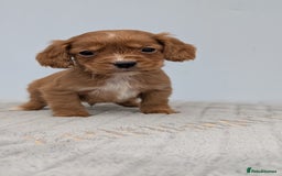 Cocker Spaniel dogs for sale: Adorable Working Cocker Puppies - Image 2