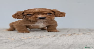 Cocker Spaniel dogs - Advert 8