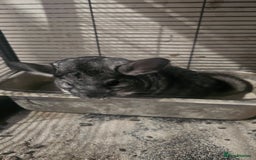Chinchilla rodents for sale: Male Chinchilla (Can Lower Price For Right Home) - Image 2